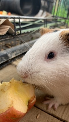 Our Guinea Pigs